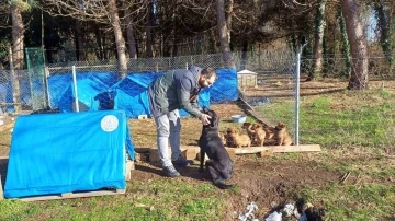 Ünye’de sokak hayvanlarına barınak ve mama desteği
