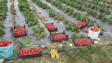 Üreticilere 118 bin çilek fidesi dağıtıldı
