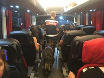 Uyuşturucu ile seyahate narkotik köpeği engeli
