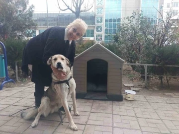 ’Uyutalım’ dedikleri köpeği sevgisiyle yaşattı
