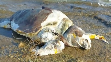 Uzmanlardan caretta carettaların korunması için balıkçılara hayalet ağ uyarısı