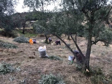 Üzüm hasadını bitiren üreticiler zeytin hasadına başladı
