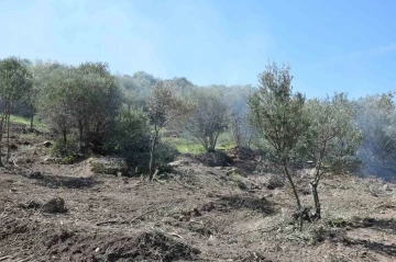 Uzun süredir bakımsız olan zeytin ağaçları budanıyor
