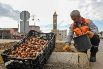 Van’da 54 bin lale soğanı dikildi
