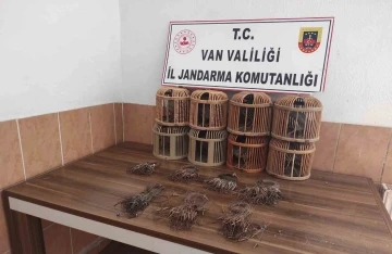 Van’da kafes avcılığı
