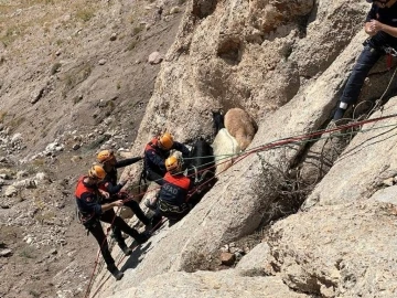 Van’da keçi kurtarma operasyonu
