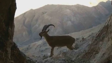 Van’da nesli tehlikede olan yaban keçileri fotokapana takıldı
