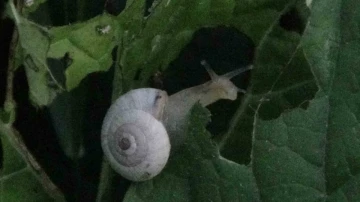 Van’da yoğun bir şekilde görülen salyangozlar vatandaşı tedirgin ediyor
