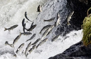 Van Gölü’ndeki av yasağında 55 ton inci kefali ele geçirildi
