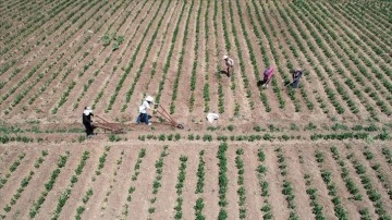 Van'da güç birliği yapan kadınlar "Ahtamara" markasıyla ürünlerini pazarlıyor