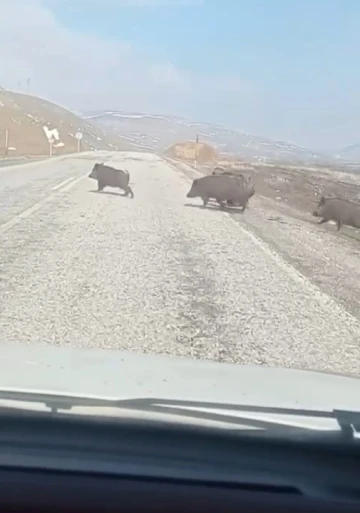 Varto yakınlarında ortaya çıkan domuz sürüsü paniğe sebep oldu
