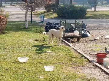 Vatandaşlar başıboş sokak köpekleri yüzünden parka girmeye korkuyor
