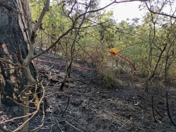Vezirköprü’de orman yangını
