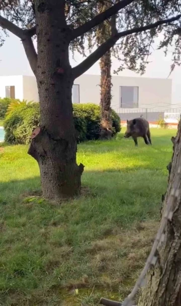 Villaya kaçak giren domuz havuza böyle düştü