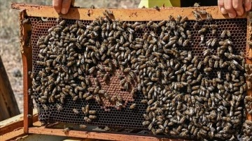 Yaban arılarının azalması tarım zararlılarının çoğalmasına neden olabilir