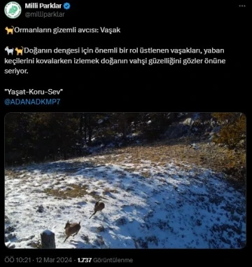 Yaban keçilerini kovalayan vaşak fotokapana takıldı
