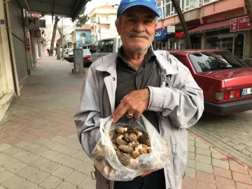 Yağışla birlikte çoğalan kuzugöbekleri yüz güldürüyor
