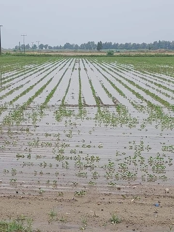 Yağışlar, Söke Ovası’nda pamuğa mantar getirdi
