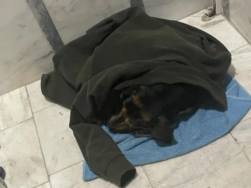 Yağmurda ıslanan köpeği ceketine sardı