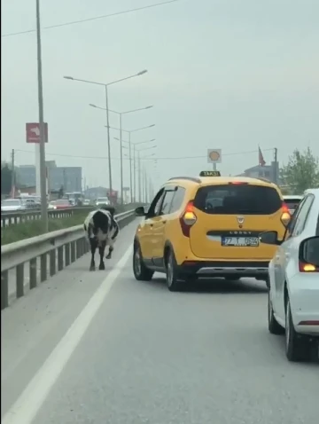 Yalova - Bursa kara yoluna çıkan inek trafiği aksattı