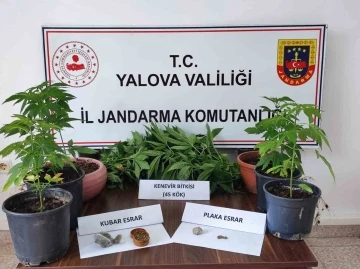 Yalova’da evinde kenevir yetiştiren zanlı gözaltına alındı
