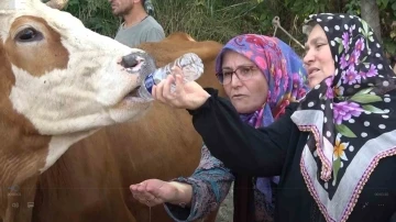 Yalova’da susuz kalan köylü yol kapattı, pet şişeyle ineklerine su içirdi