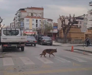 Yalova’da yaya geçidinin kullanan köpek şaşırttı