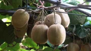 Yalova kivisi bu yıl üreticisinin yüzünü güldürecek
