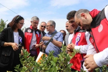 Yalova’nın coğrafi işaretli meyvesi aronyada hasat sevinci