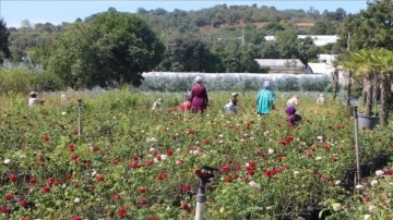 Yalovalı girişimci kardeşler dede yadigarı süs bitkileri firmasıyla 6 ülkeye ihracat yapıyor