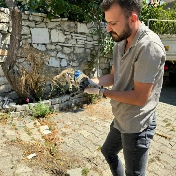 Yaralanan yavru kediye ilk müdahale yapıldı
