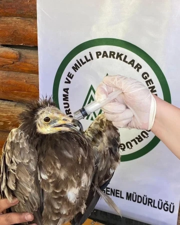 Yaralı Akbaba ve Kızıl Şahin Kars’ta tedavi altına alındı
