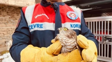 Yaralı atmaca tedavi altına alındı
