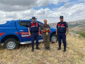 Yaralı kızıl şahin tedavisinin ardından doğaya salındı
