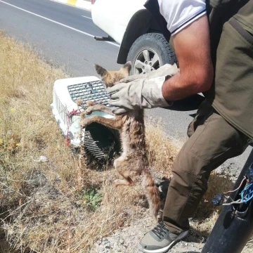 Yaralı tilki Kars’ta tedavi altına alındı
