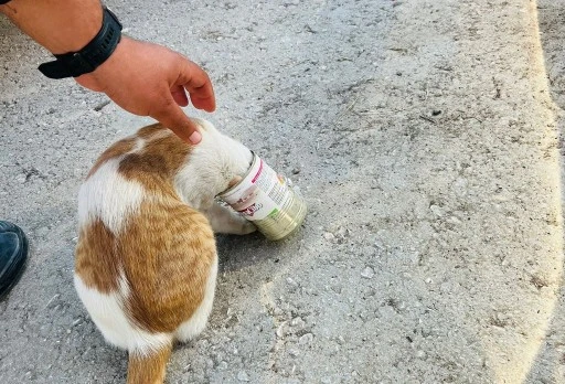 Yaramaz kedi, kafasını konserve kutusuna sıkıştırdı