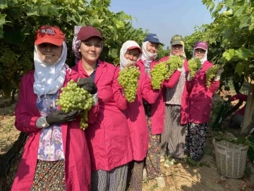 Yaş üzümde ihracat hedefi 200 milyon doların üzerinde
