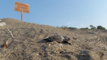 Yavru kaplumbağalar denizle buluşmaya başladı
