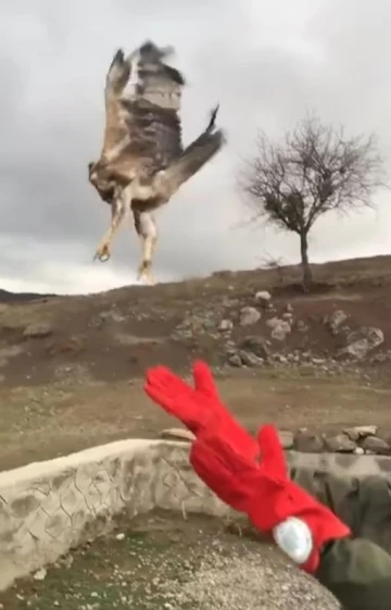 Yavru kartal özgürlüğe böyle kanat çırptı
