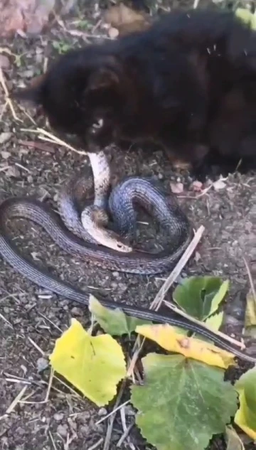 Yavru kedi, 2 metrelik yılanı yakalayıp yemeye çalıştı
