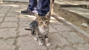 Yavru kediyi alevlerin arasından itfaiye ekipleri kurtardı
