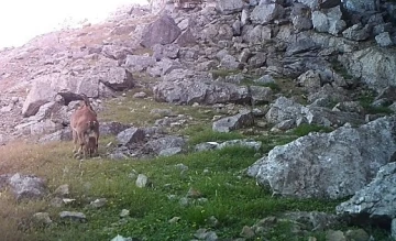 Yavru yaban keçileri fotokapana takıldı
