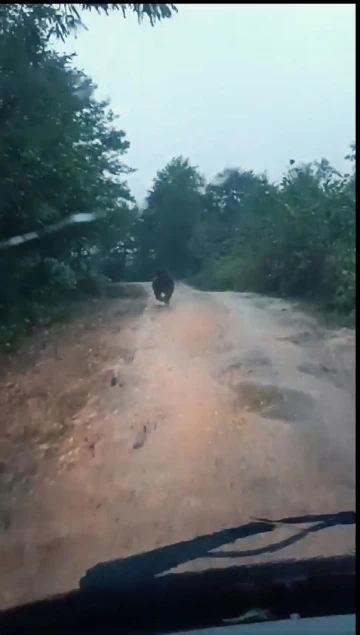 Yayla yolunda önüne çıkan yavru ayıyı aracıyla kovaladı
