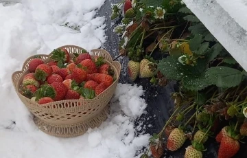 Kar altında çilek hasadı