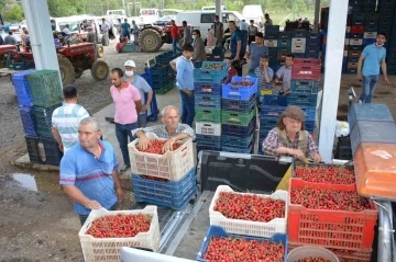 Yaylalarda erik ve kiraz hasadı başladı, Mendegüme ticaret merkezi oldu
