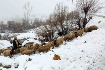 Yaylalardan indirilmeye başlanan koyun sürüsü kar, tipiye yakalandı
