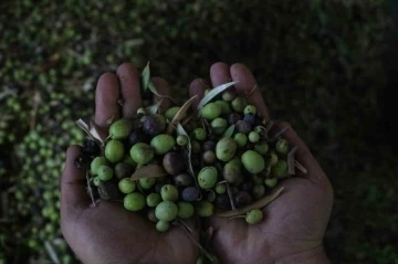 Yemeklerin vazgeçilmezi zeytinyağı, fabrikada 210 TL’den alıcı buluyor