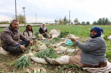 Yeşil soğan bu yıl üreticisini memnun etti
