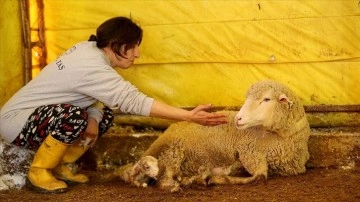 Yıllar sonra döndüğü köyünde devlet desteğiyle besiciliğe başladı