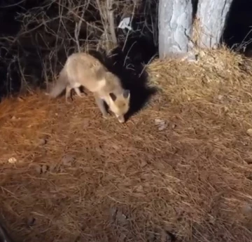 Yiyecek arayan tilkiyi köpek mamasıyla besledi
